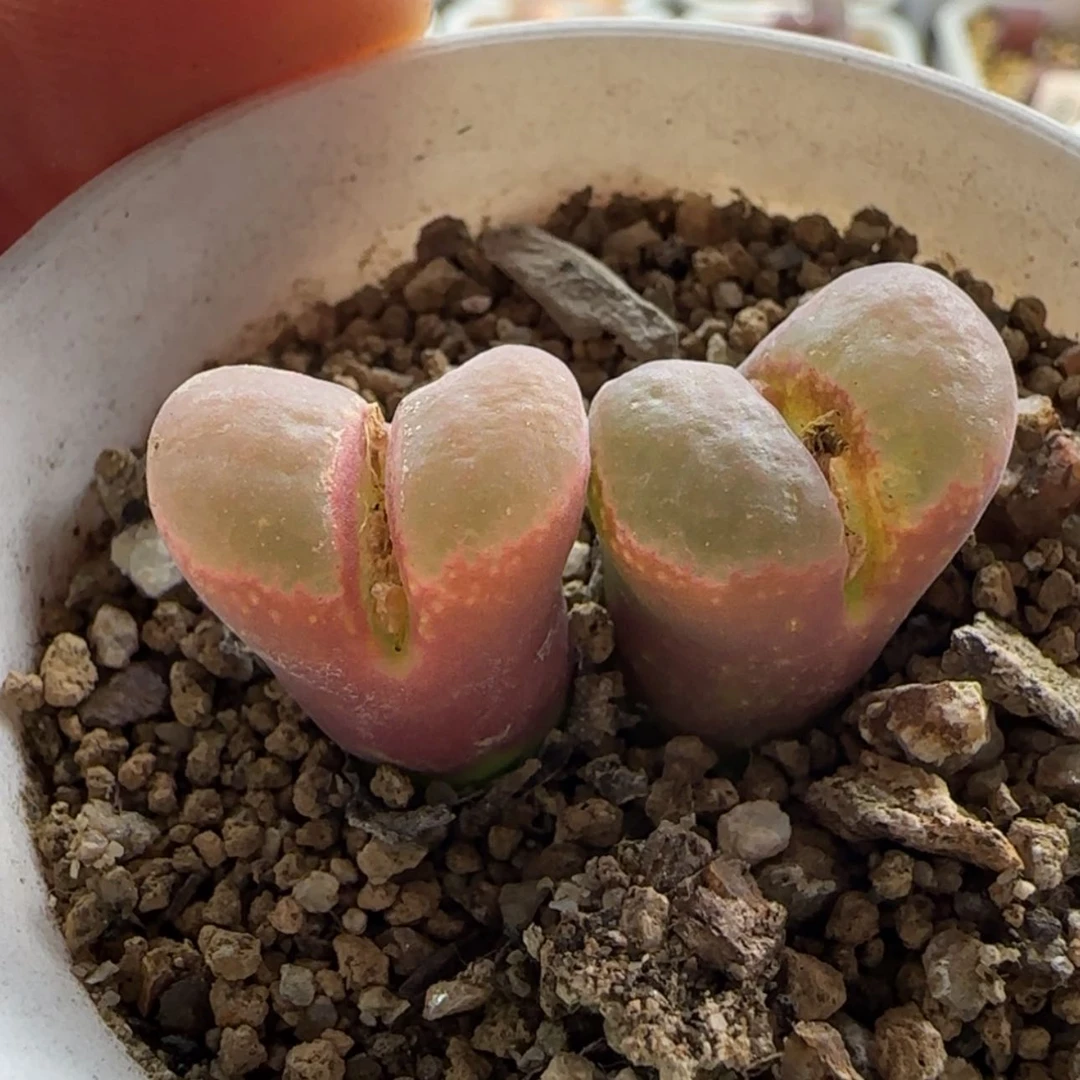 【闪购商品】0871风铃福利