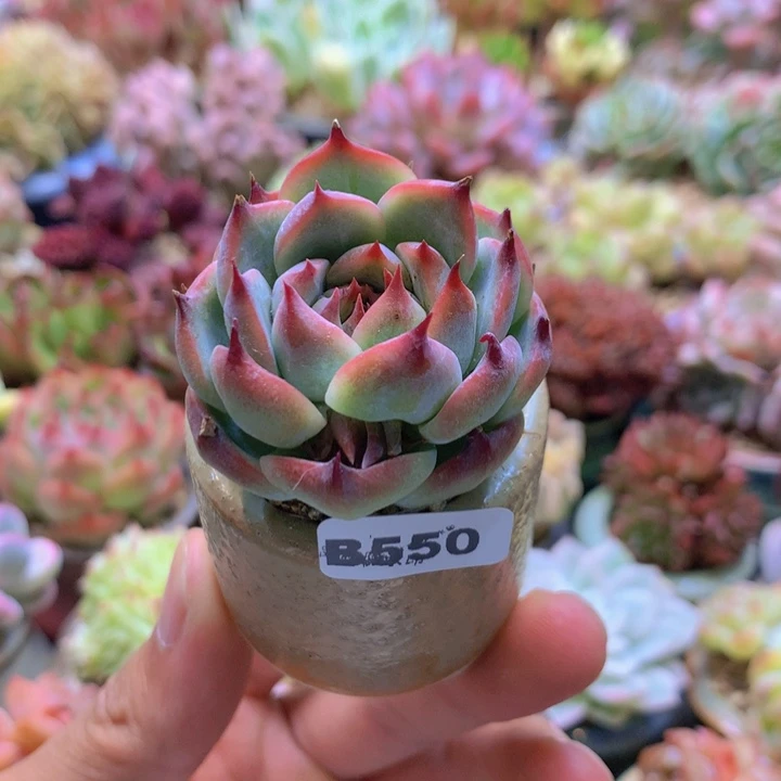 一物一拍含盆土满38包邮B550