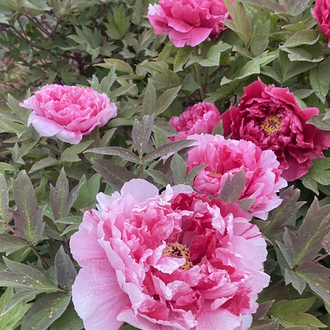 岛锦复色出锦程度不保  四季盆栽牡丹带盆，花卉阳台庭院皆可