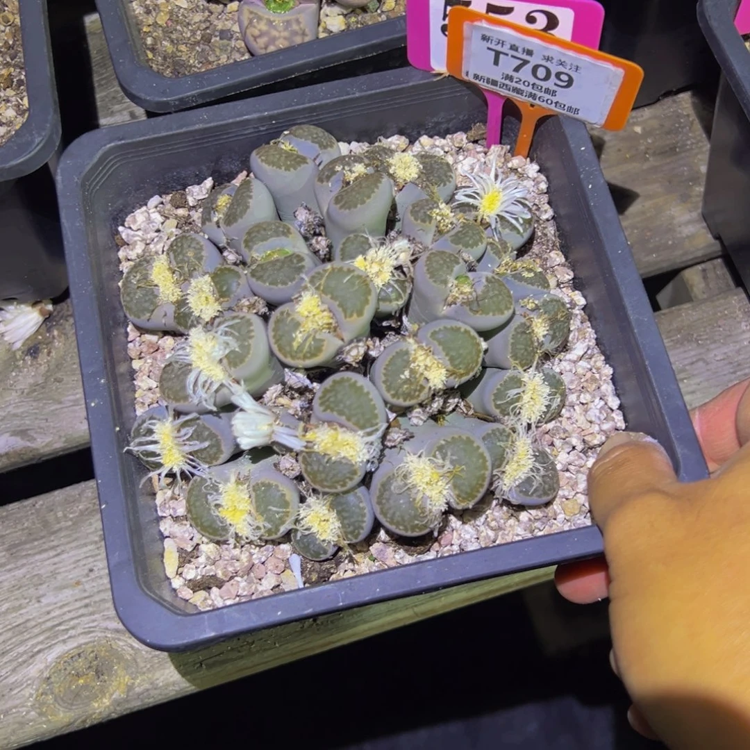 709 一物一拍，默认有伤，介意勿拍，不退不换