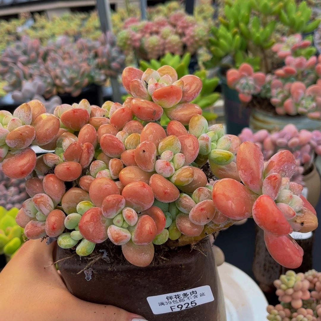 925-老桩红洛神多肉14cm