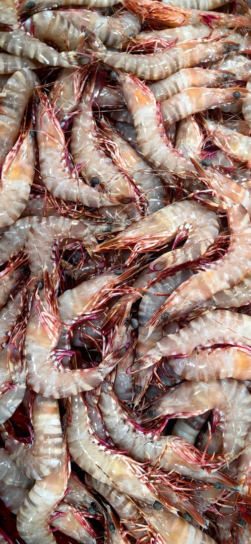 红爪斑节虾 红爪虾 新鲜海虾  顺丰