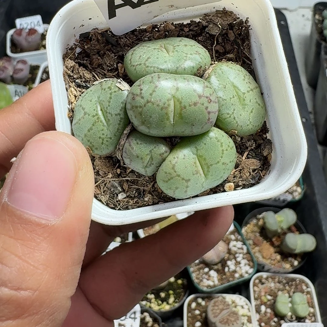 210多肉植物多肉植物