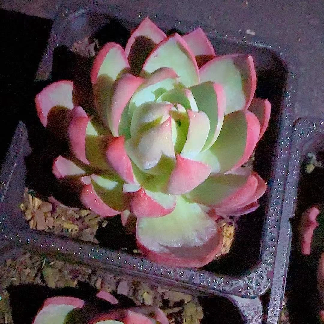 大惊鸿仙子  小谢多肉植物庭院