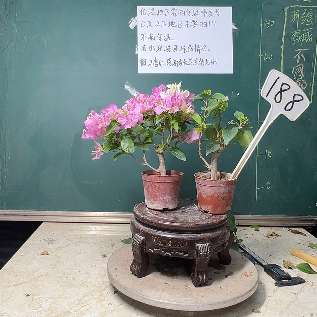 完全开放 福利 广红樱掌中宝 绿樱掌中宝  188