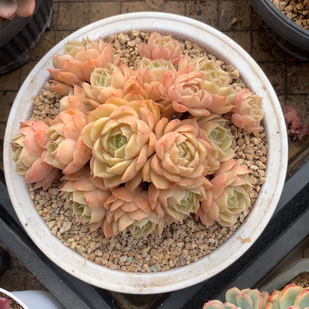 多肉植物 一物一拍