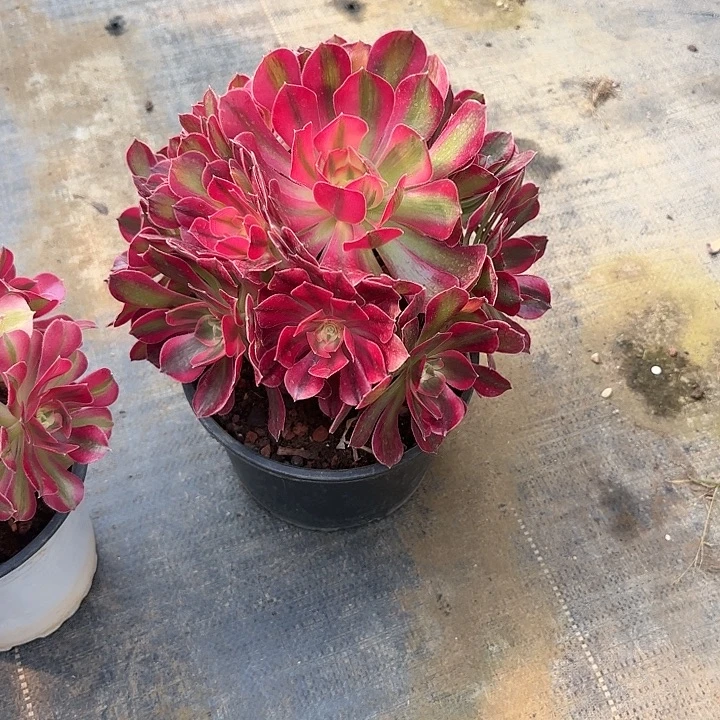 B***r法师多肉植物女郎