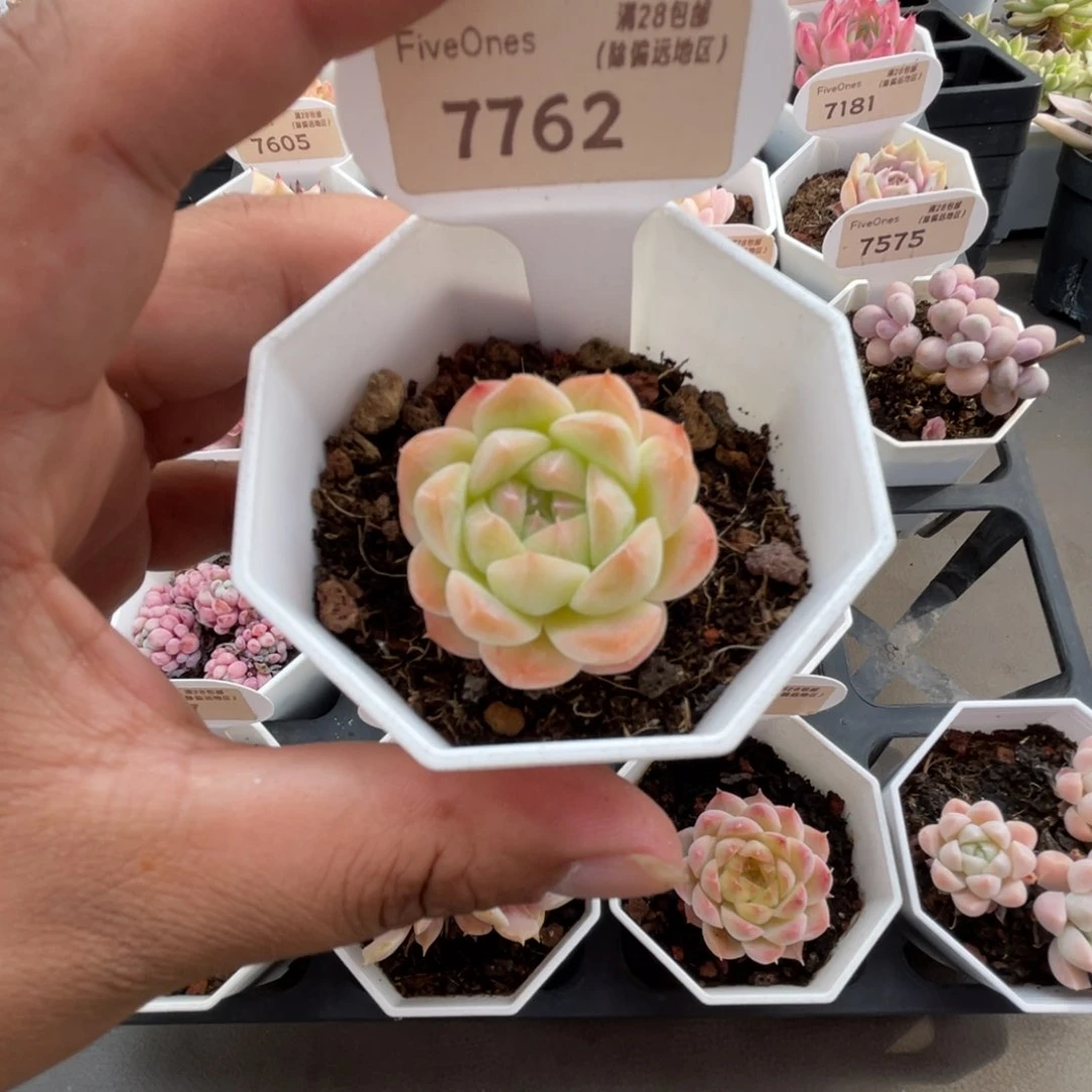 7762美梦4.0厘米