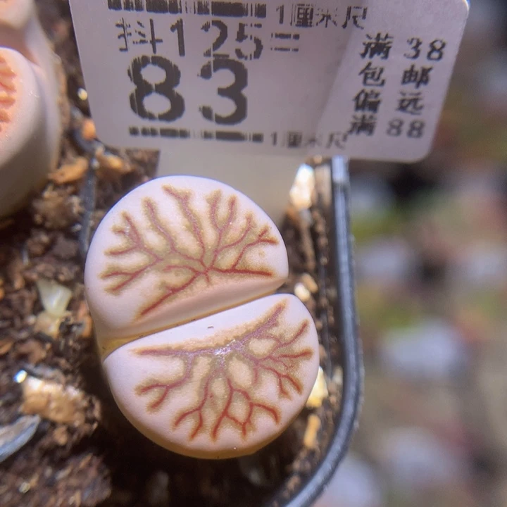 恒****影精品生石花125.83