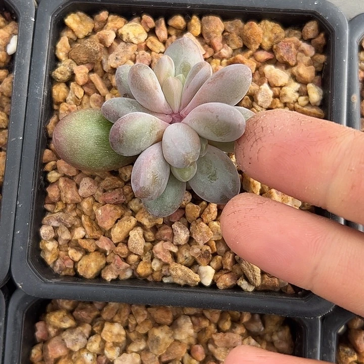 双头X系叶插1111111