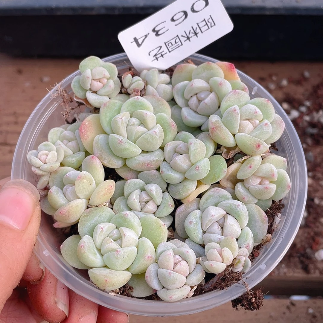 多肉植物多肉植物634