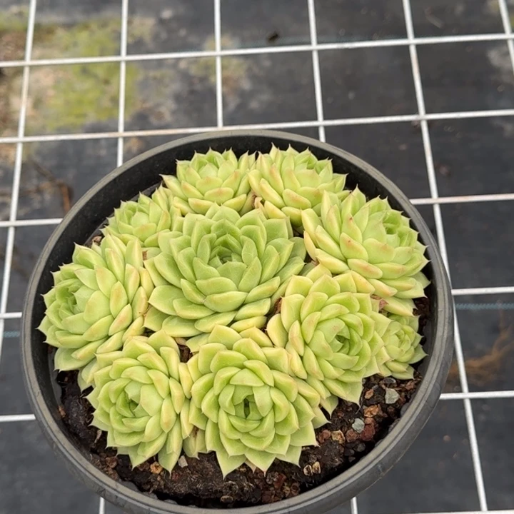 完美捧花麦秆杂多肉植物