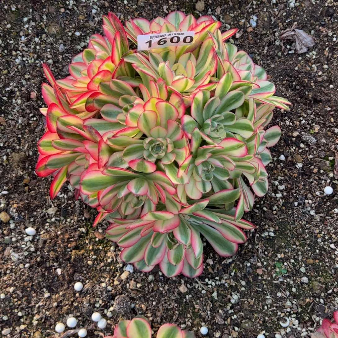 东**馆1600荔枝多肉植物