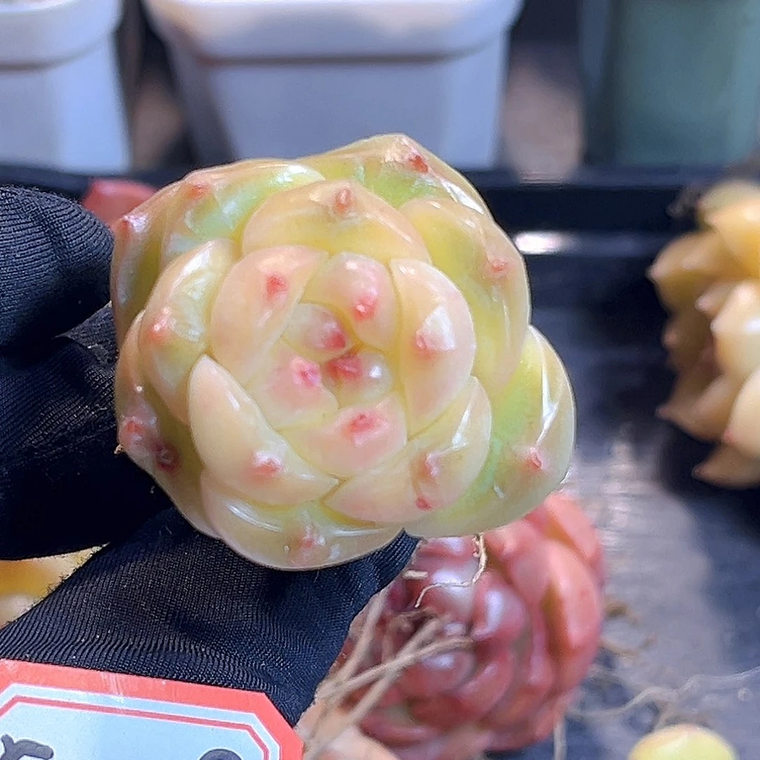 G09 一物一拍 珍妮孤品