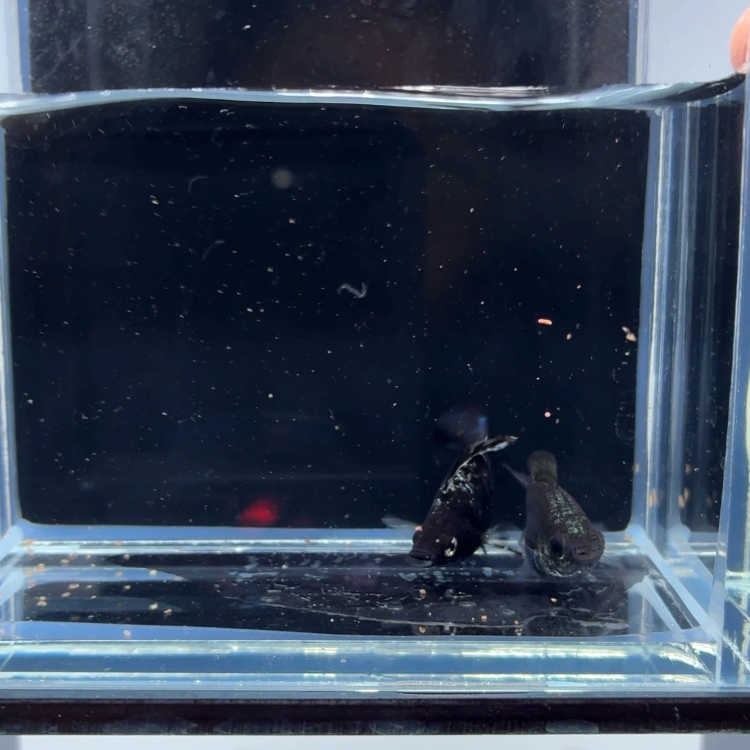 孔雀鱼水墨玛丽（37）
