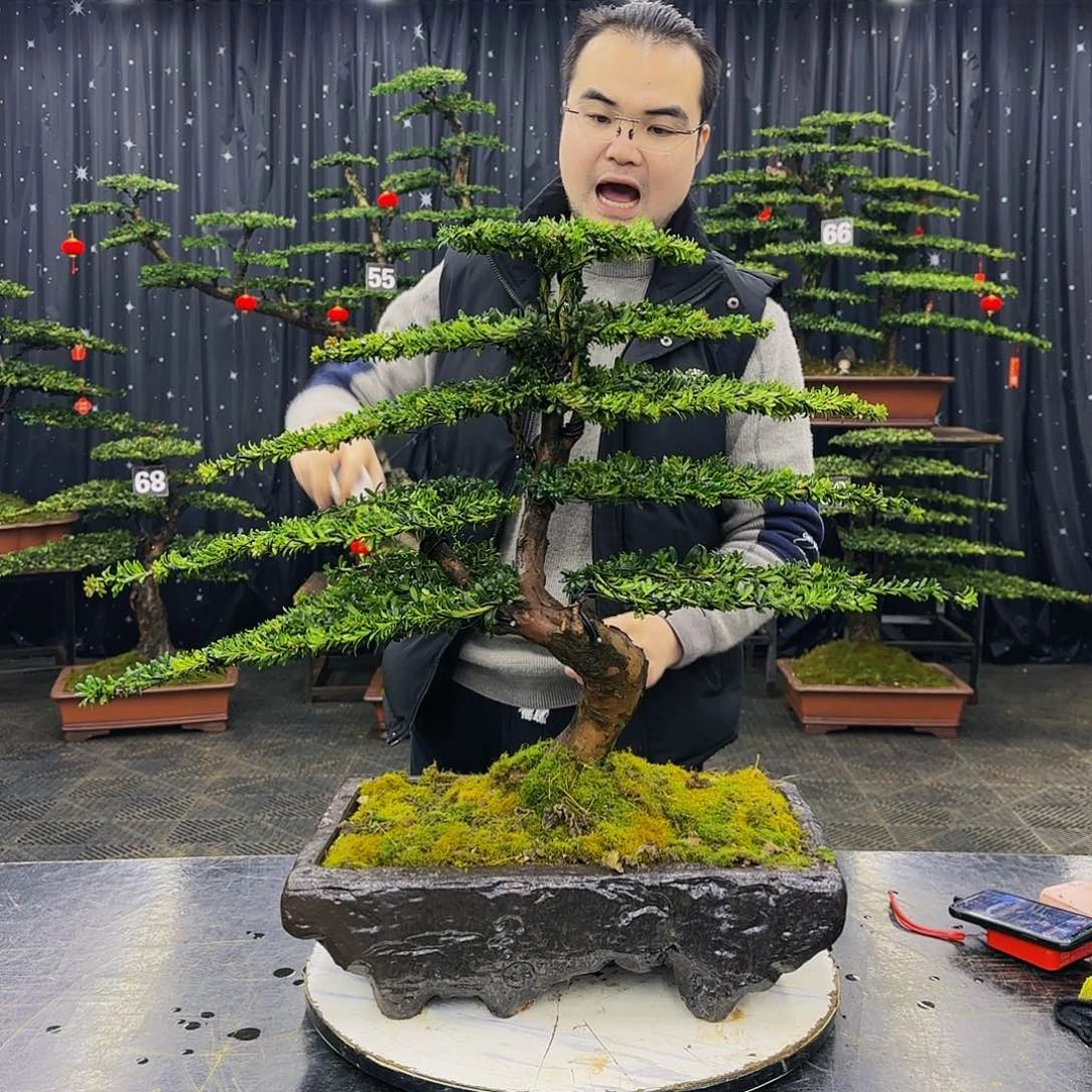 松树柏树造型盆景