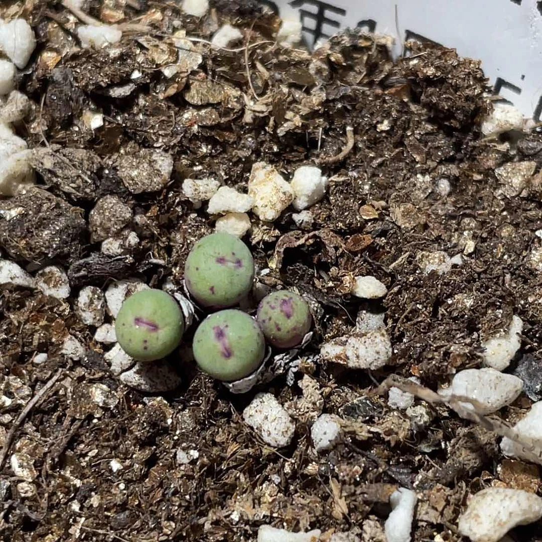 25-49嘴多肉植物