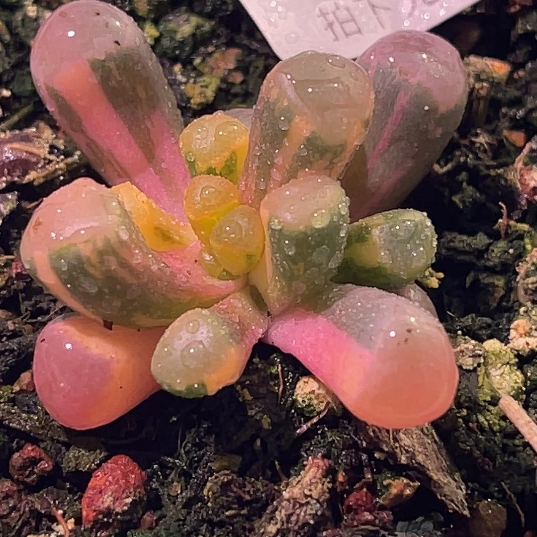 尚品园艺福利锦8397