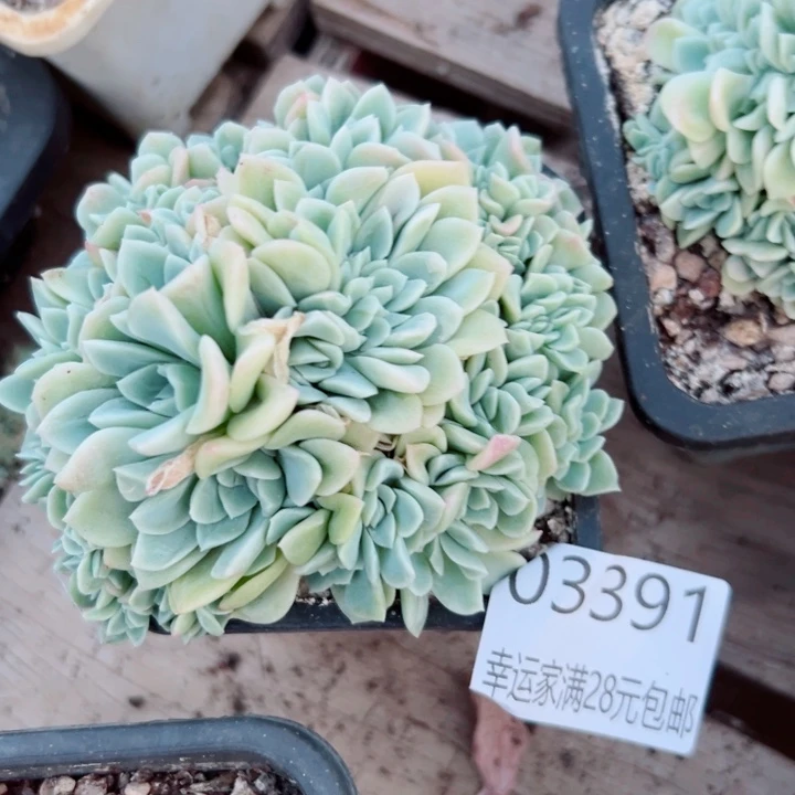 幸运的是我还没遇到你的