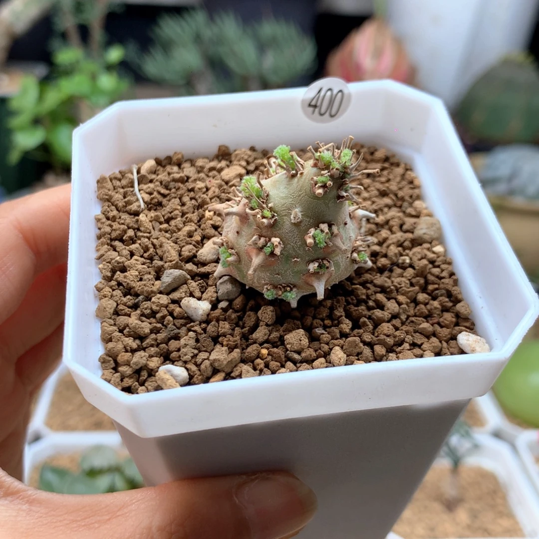 白皮月界带盆多肉400