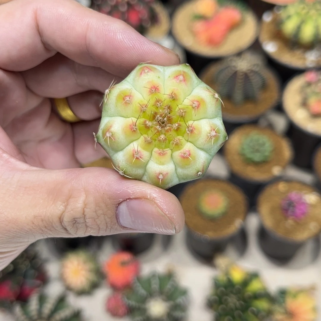 白轮回实生根———————-