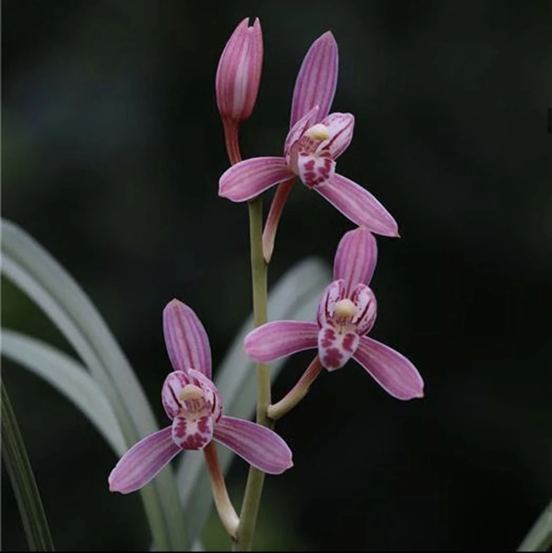 兰花直播 专属一物一拍 建兰惠兰莲瓣兰春剑艺草兰花绿植直播