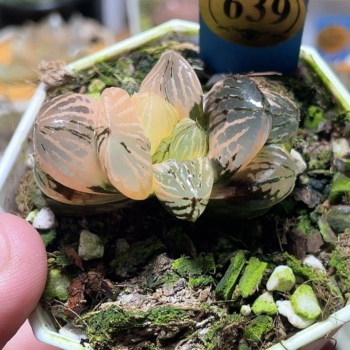 639赤焰玉露锦特选福利