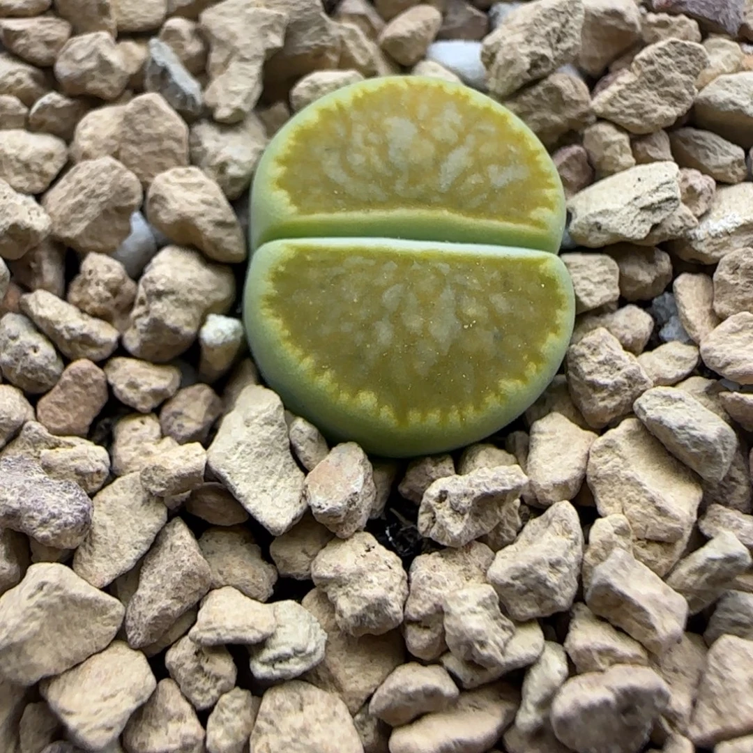 288 生石花大棚直播