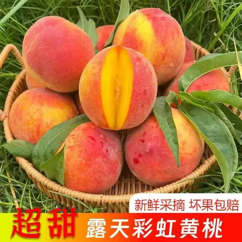 【湖北 枣阳】陆地头茬彩虹黄桃 纯甜 脆甜多汁现采现摘老人孕妇