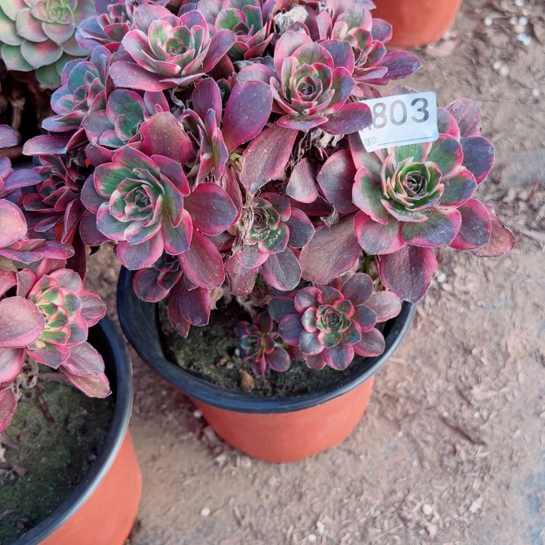 自***人803纳福多肉植物法师