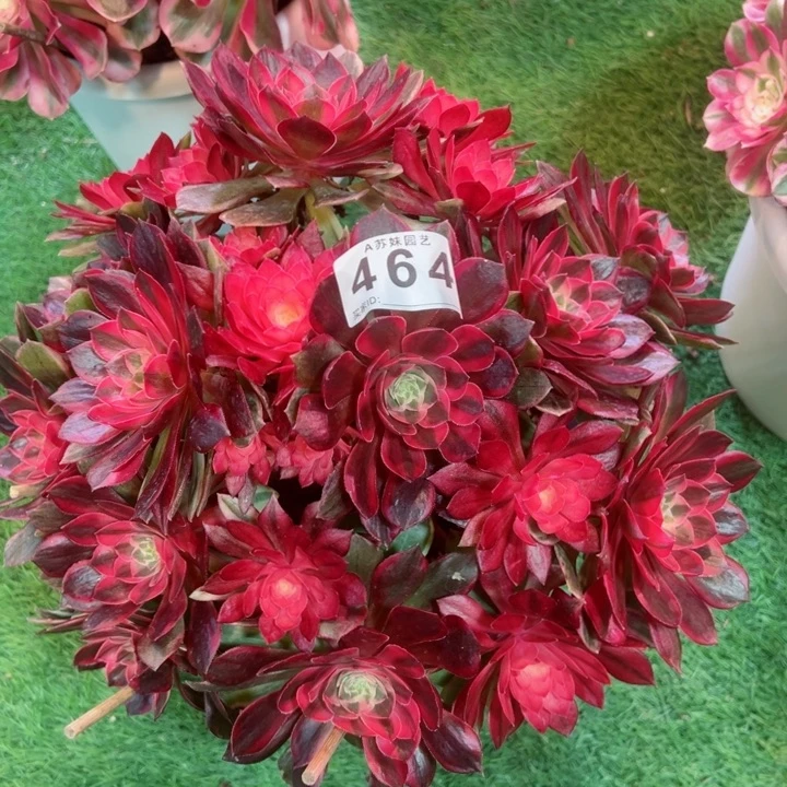 完全开放464黑魔锦法师