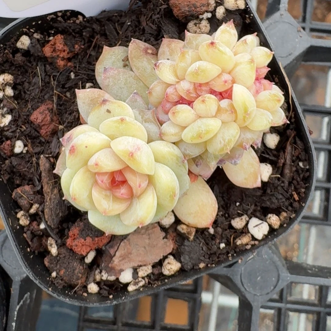 陈**儿0219-29-荔枝缀一颗