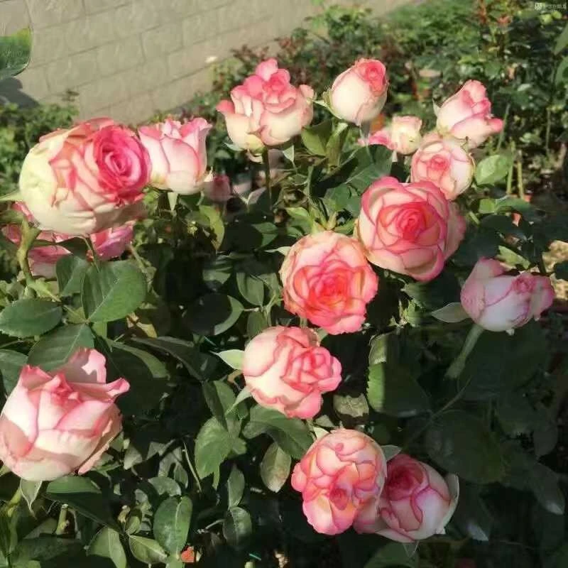 【艾莎+红丝绒】1加仑盆月季盆栽 四季开花 阳台庭院盆栽