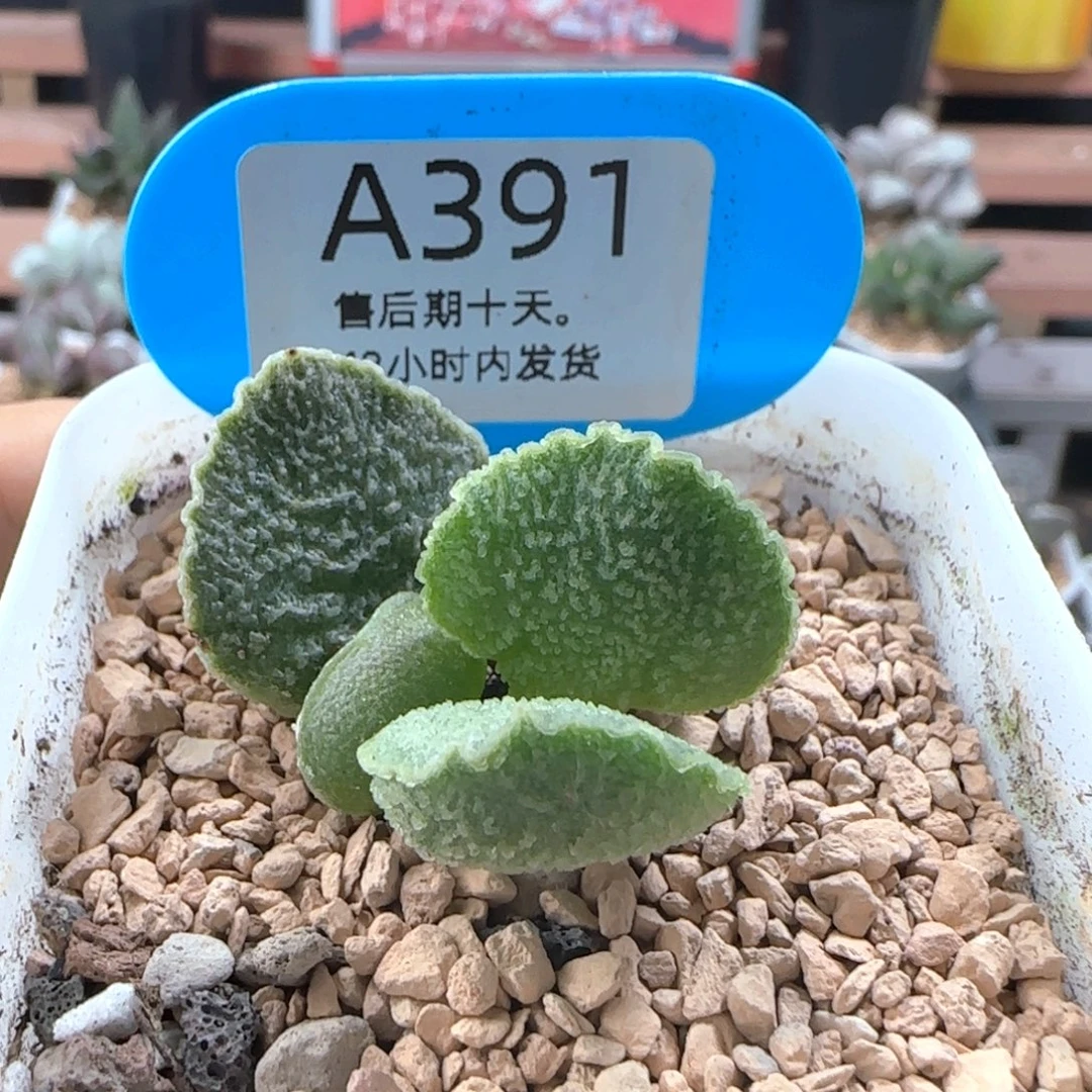 圆叶爱丽丝。   391。
