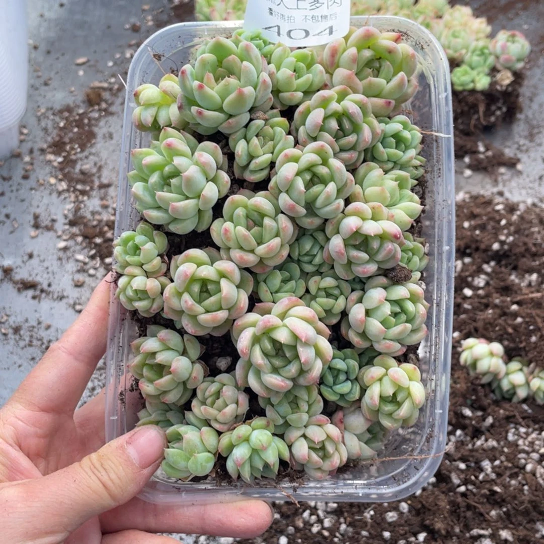 糕大上多肉植物404