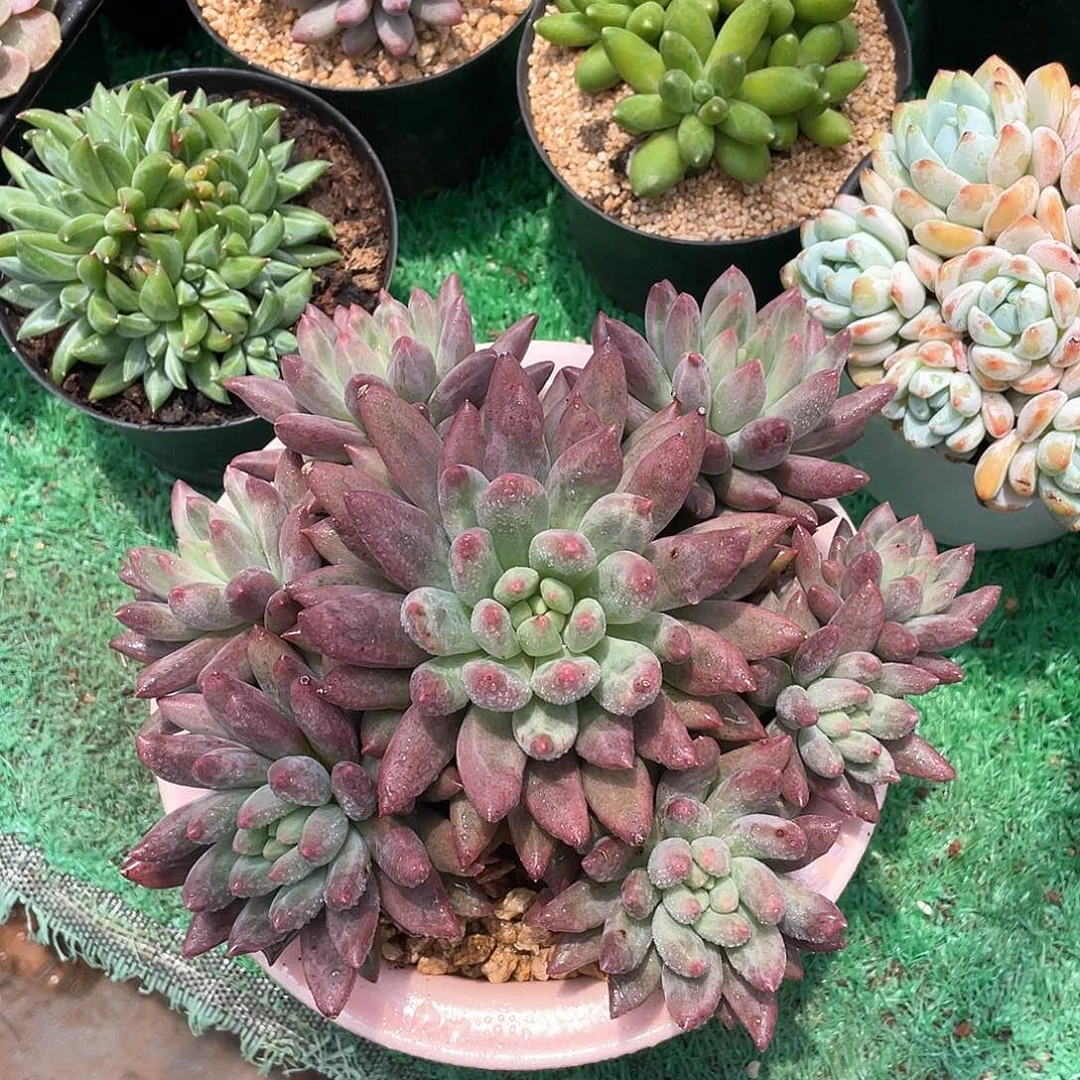 多头无砍红蜻蜓多肉
