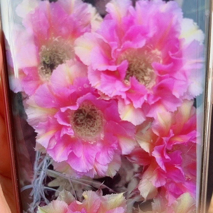 彩草  粉洛侧芽  20 包邮