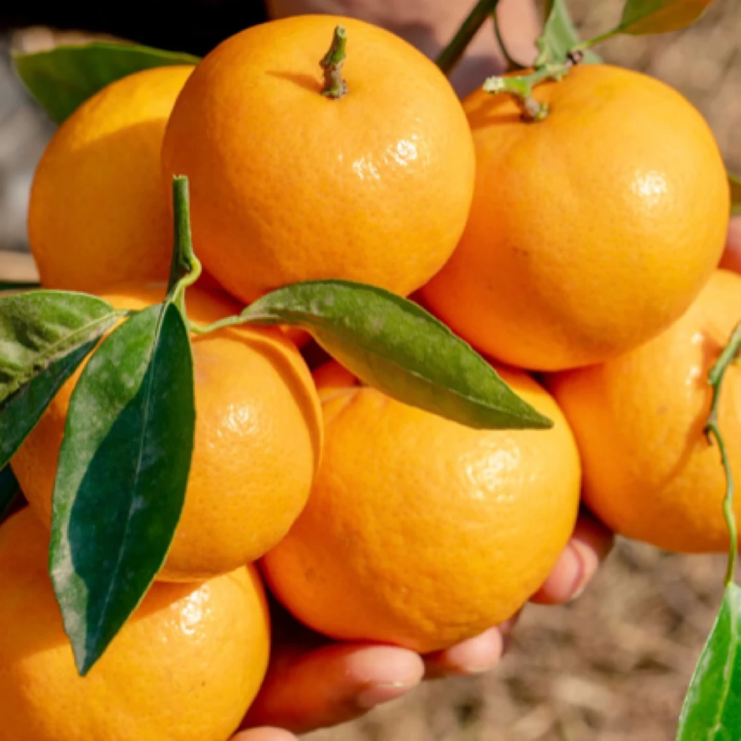 青农臻选 台州沃柑 现摘现发 不打农药不催熟