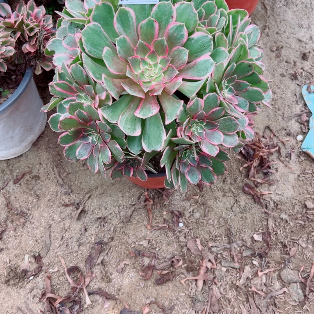 流***雨405孔雀翎多肉植物法师多肉