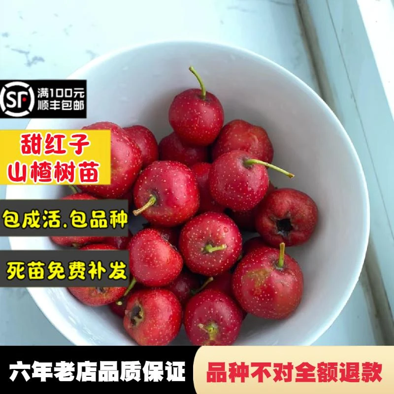 山楂树活苗盆栽大果甜红子山楂苗南北方种植庭院水果树苗嫁接果苗