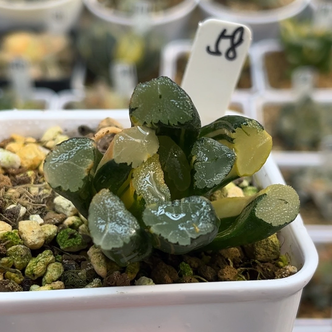 58实生万象锦（（根不好介意勿拍）福利专场