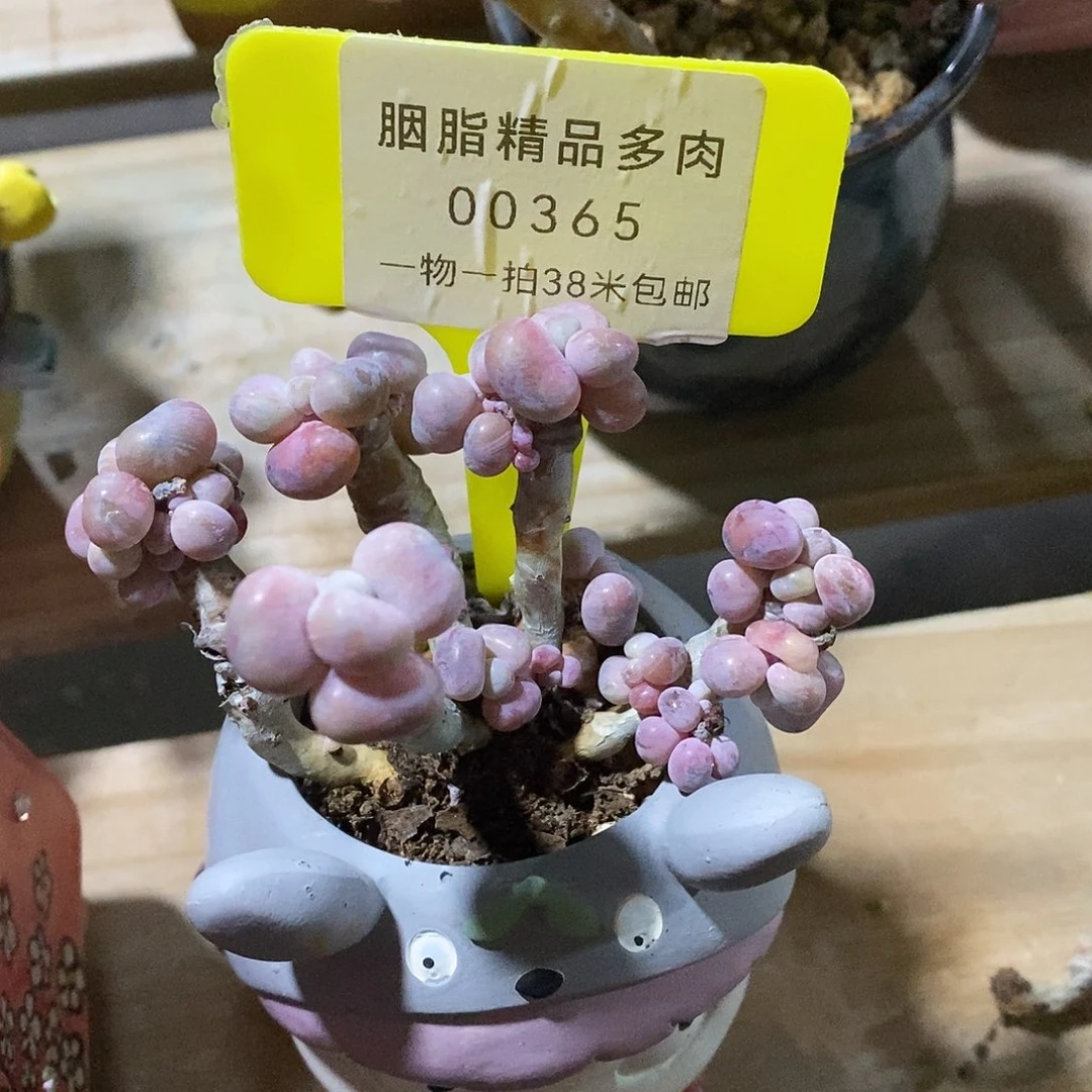 艾***忆00365，烤鱼去小雨蜗牛