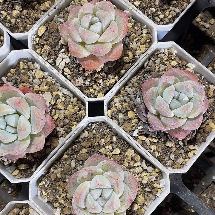 7方大冰玉带盆土发