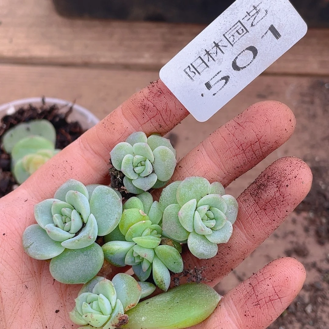 多肉植物多肉植物501