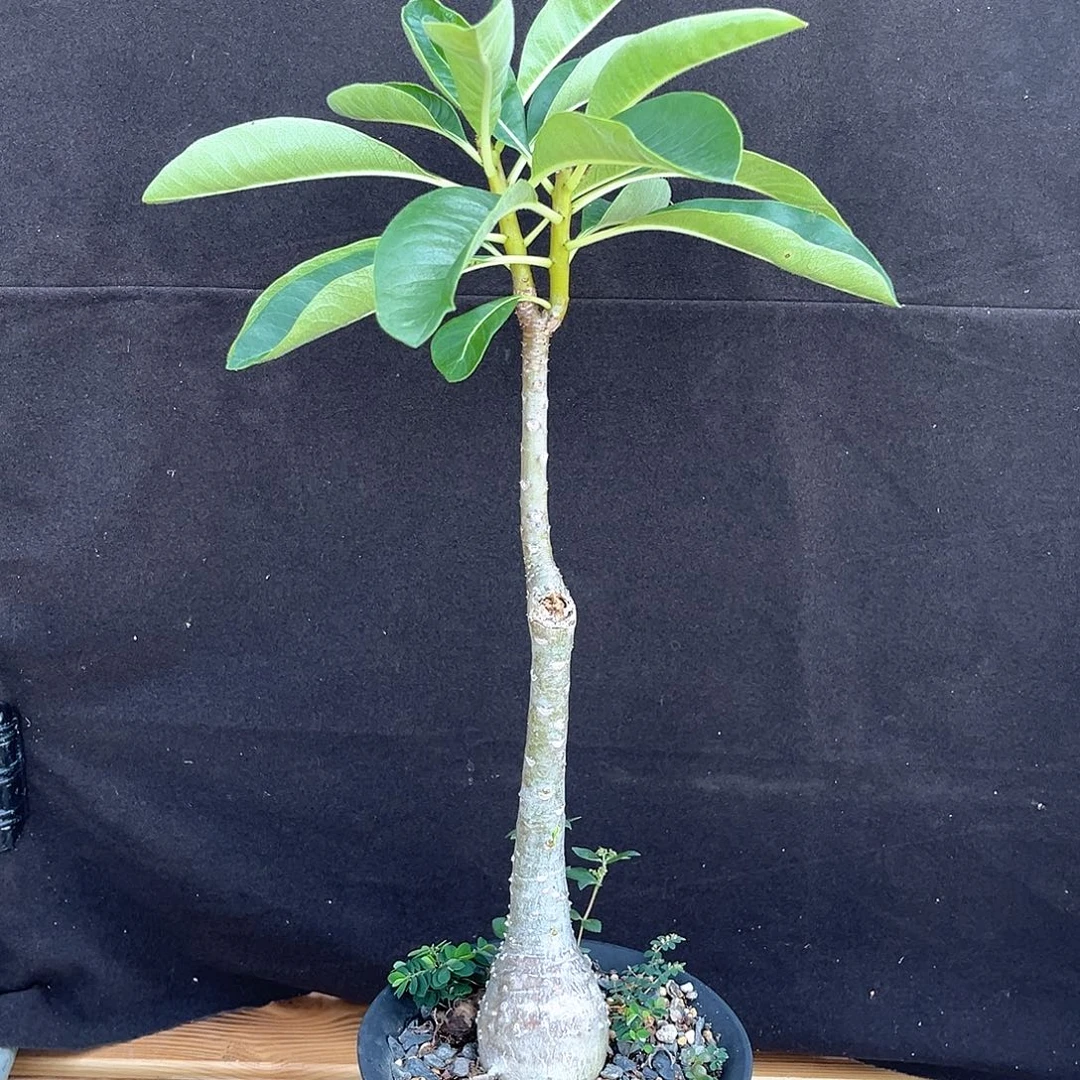 潮流植物 迪氏棒槌