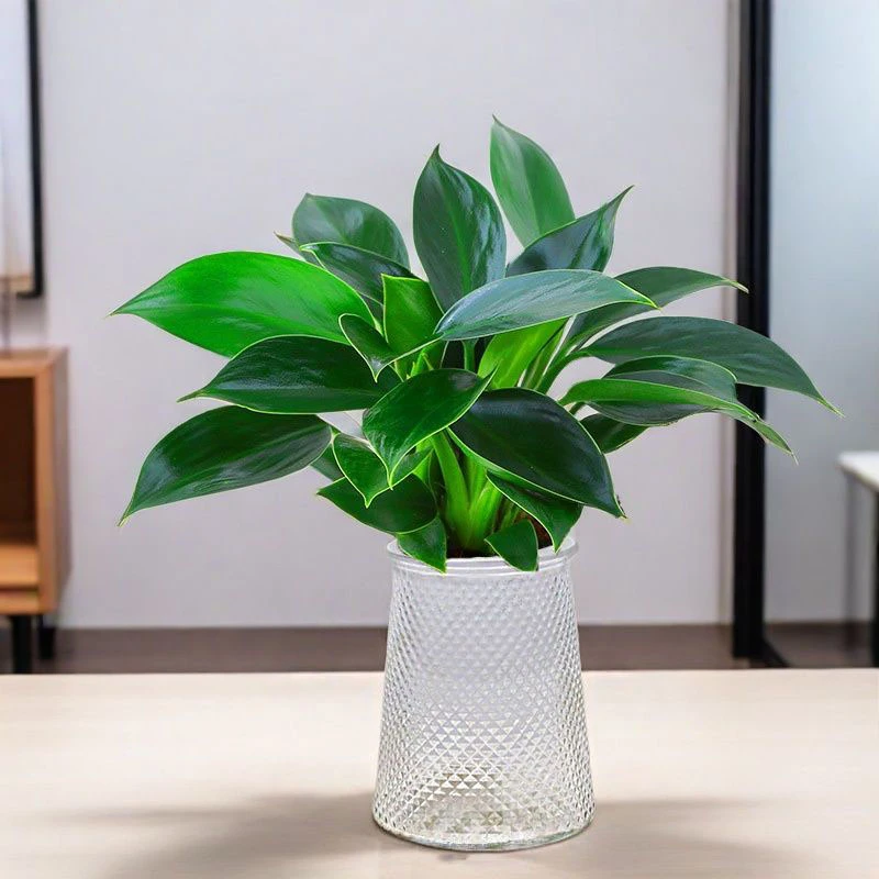 简约现代蜂窝透明玻璃花瓶客厅桌面插花水养装饰摆件