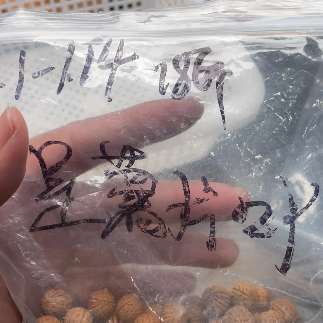 【闪购商品】越**好散子批发100米