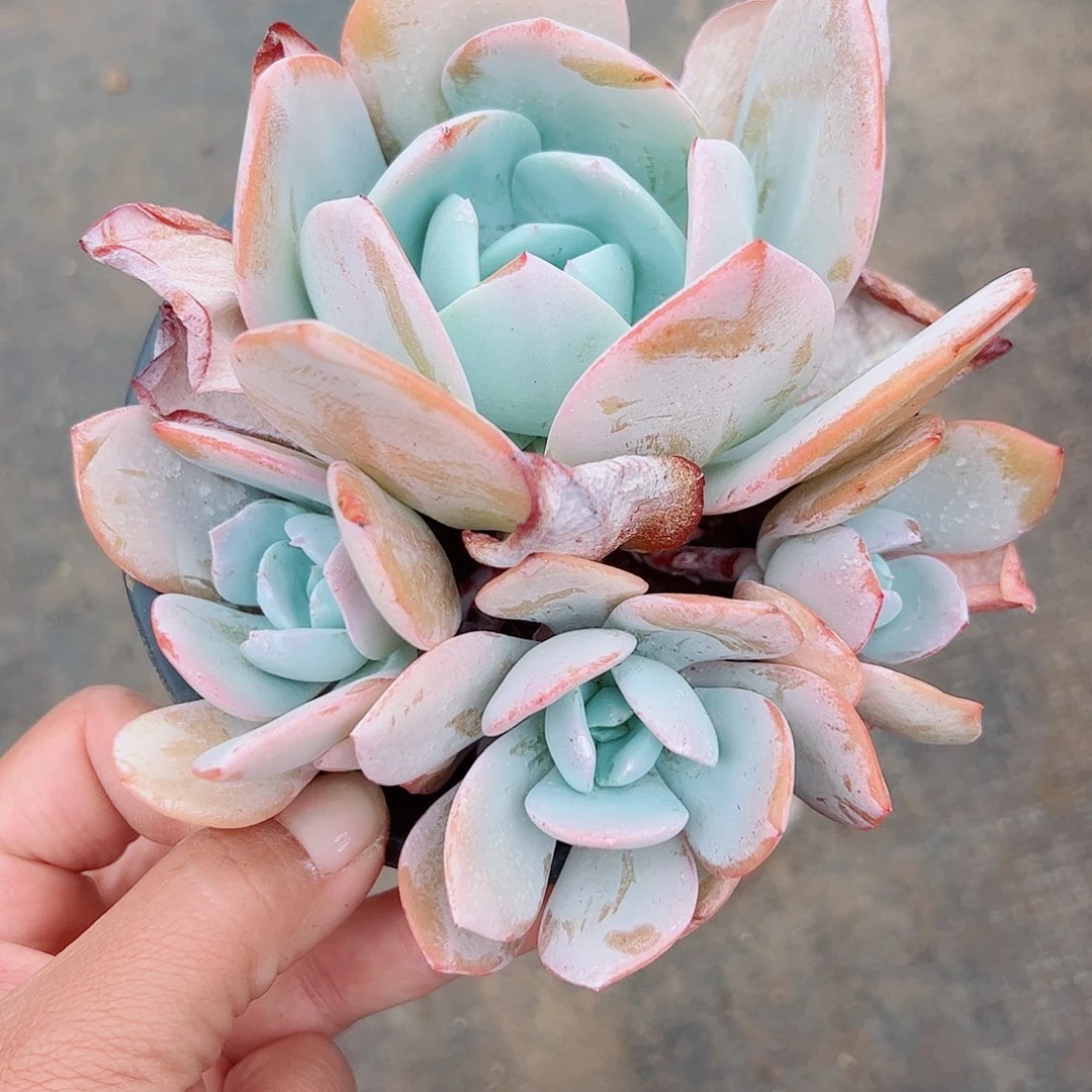 白凤杂群，一物一拍