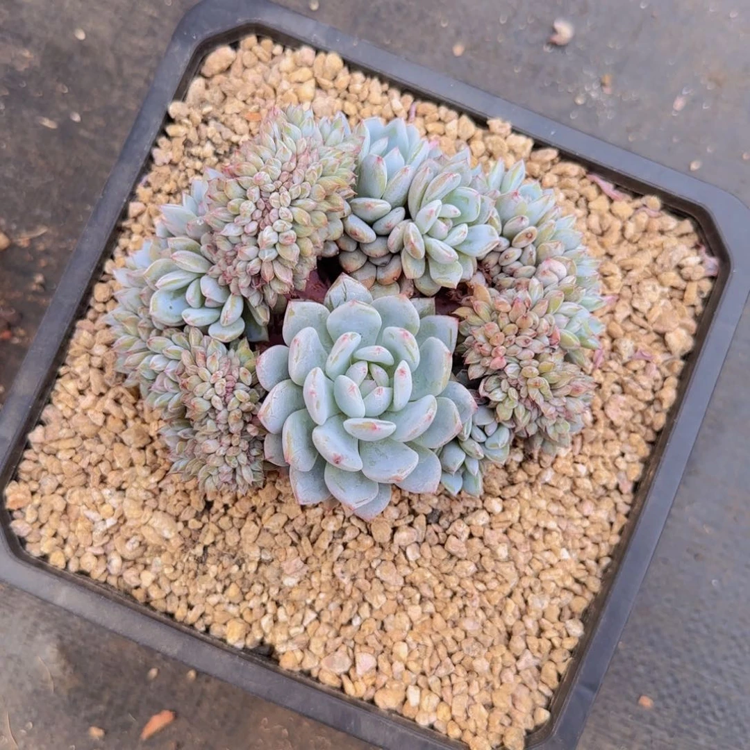 萌*宇萌萌姐发货11111