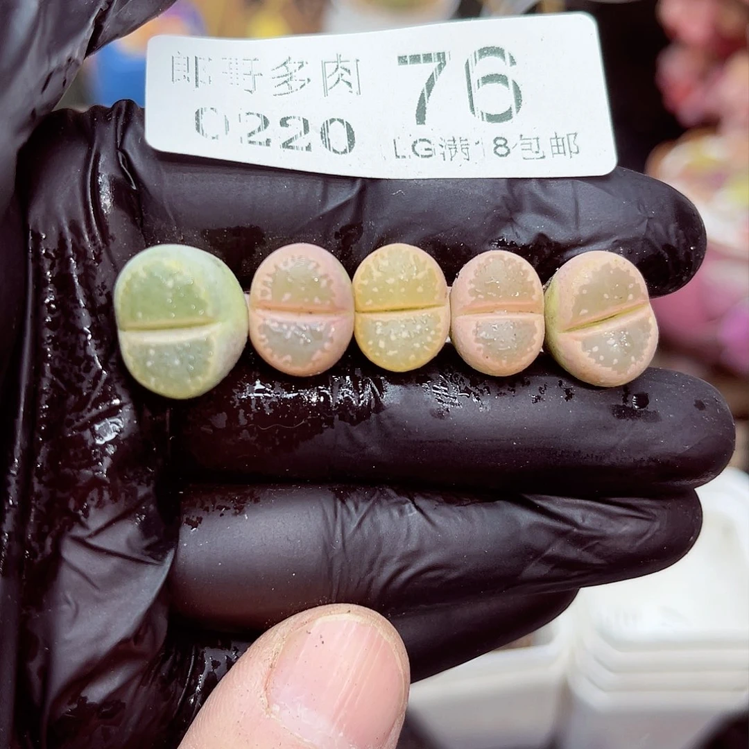 郎哥多肉生石花20-76